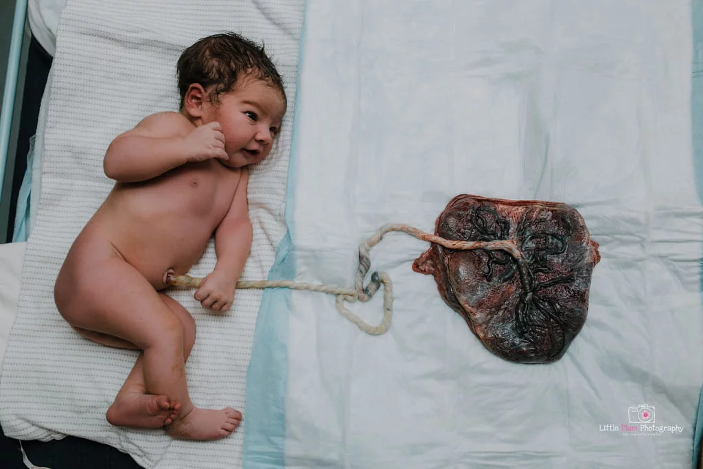 baby and placenta stephanie entin